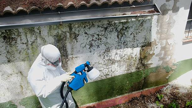 Top rated local Basement Mold Removal specialists in Preston, TX
